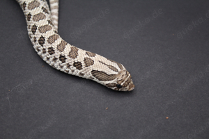 Axanthic 66% het. Snow, Axanthicconda 66% het. Snow Hakennasennattern ( Heterodon Nasicus ) Bild 3