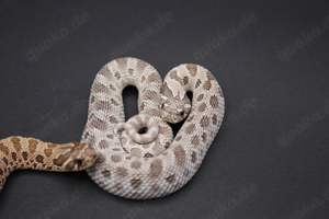 Axanthic 66% het. Snow, Axanthicconda 66% het. Snow Hakennasennattern ( Heterodon Nasicus ) Bild 8