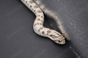 Axanthic 66% het. Snow, Axanthicconda 66% het. Snow Hakennasennattern ( Heterodon Nasicus ) Bild 7