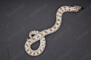 Axanthic 66% het. Snow, Axanthicconda 66% het. Snow Hakennasennattern ( Heterodon Nasicus ) Bild 6
