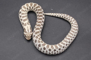 Axanthic 66% het. Snow, Axanthicconda 66% het. Snow Hakennasennattern ( Heterodon Nasicus ) Bild 5