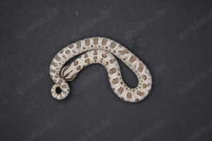 Axanthic 66% het. Snow, Axanthicconda 66% het. Snow Hakennasennattern ( Heterodon Nasicus ) Bild 9
