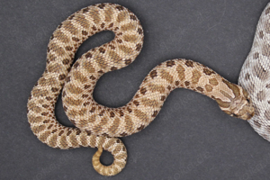 Lavender und het Lavender Hakennasennattern ( Heterodon Nasicus ) Bild 5
