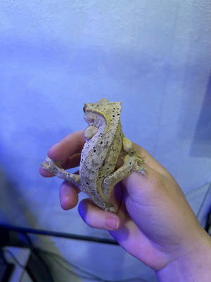 3x Kronengecko Männchen