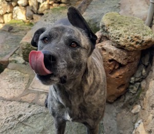 Estrella V70,PastorMallorquinMix - die Herzenshündin hat jetzt ein liebevolles Heim verdient.