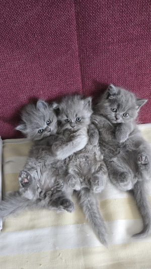 BKH Deckkater Bild 9