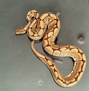 Python Regius Spider