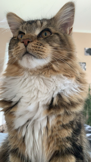 Maine Coon Deckkater sucht Katzendame 