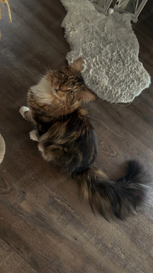 Maine Coon Deckkater sucht Katzendame  Bild 4