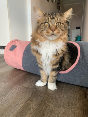 Maine Coon Deckkater sucht Katzendame  Bild 7