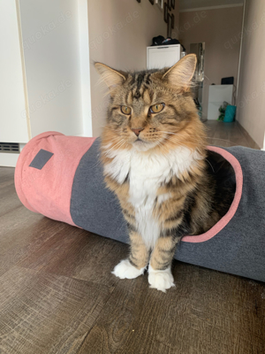 Maine Coon Deckkater sucht Katzendame  Bild 6