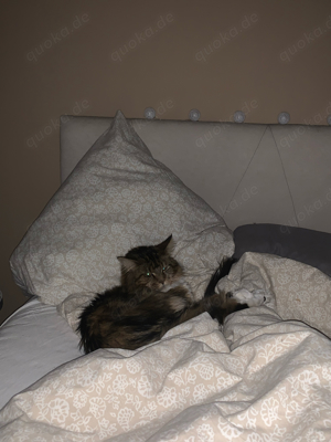 Maine Coon Deckkater sucht Katzendame  Bild 5