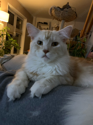 Maine Coon Deckkater sucht Katzendame 