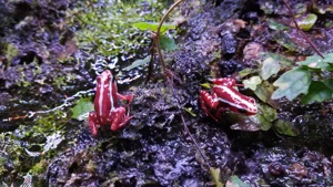 Epipedobates tricolor 2.0 Bild 2