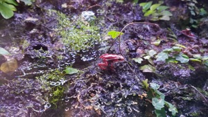 Epipedobates tricolor 2.0 Bild 3