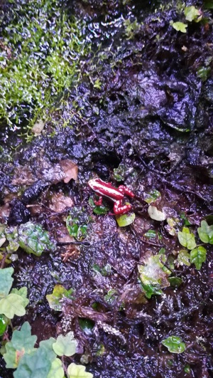 Epipedobates tricolor 2.0 Bild 4