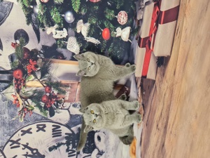 Bkh Kitten mit Stammbaum. 