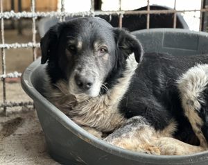 Cosimo sucht dringend einen neuen Platz!