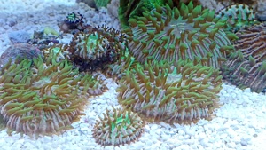 Fungia Tricolor Rainbow 