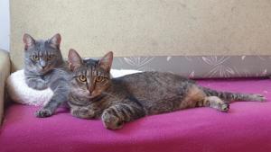 wundervolle Katzen Thelma und Louise suchen zusammen ein tolles Zuhause