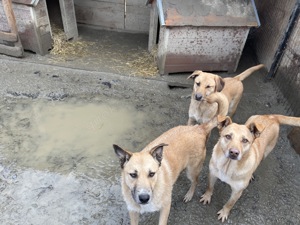 CANDY (geb. 2020) sucht ein ZUHAUSE Bild 9