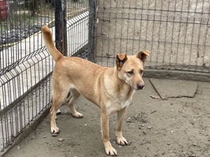 CANDY (geb. 2020) sucht ein ZUHAUSE Bild 3