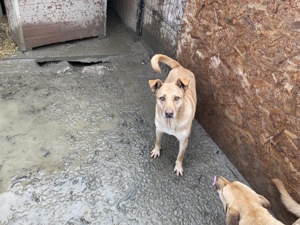 CANDY (geb. 2020) sucht ein ZUHAUSE Bild 8