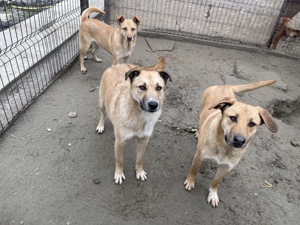 CANDY (geb. 2020) sucht ein ZUHAUSE Bild 10