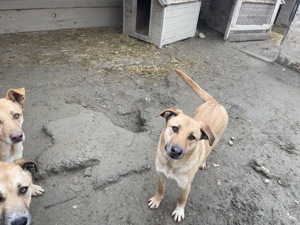 CALIA (geb. 11 2023) sucht ihr Zuhause! Bild 4