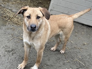 CALIA (geb. 11 2023) sucht ihr Zuhause! Bild 3