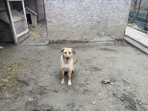 CALIA (geb. 11 2023) sucht ihr Zuhause! Bild 6