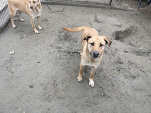 CALIA (geb. 11 2023) sucht ihr Zuhause! Bild 5