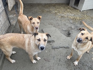 CALIA (geb. 11 2023) sucht ihr Zuhause! Bild 9