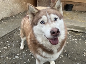 Jenna - Eine wahre Schönheit auf vier Pfoten sucht ihr Paradies