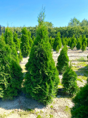 Thuja smaragd aus Polen 