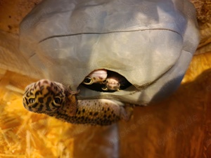 Leopardgecko Nachwuchs