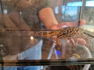 Leopardgecko Nachwuchs Bild 7