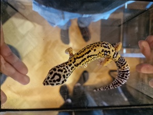 Leopardgecko Nachwuchs Bild 10