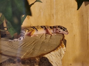 Leopardgecko Nachwuchs Bild 8