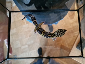 Leopardgecko Nachwuchs Bild 9