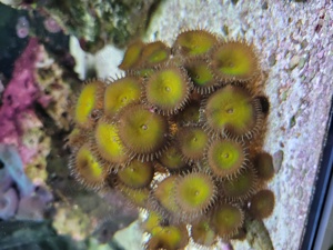 Schöne korallen ableger