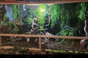 Kornnatter mit Terrarium 