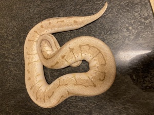 0.1 Nuclear Spinnerblast het Clown NZ19