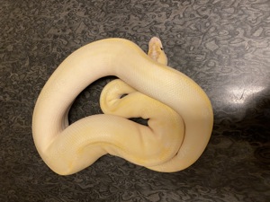 1.0 Banana Enchi Highway NZ22 