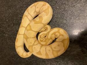 1.0 Banana Enchi Firefly FM + 0,1 Banana GHI  Zuchtpaar