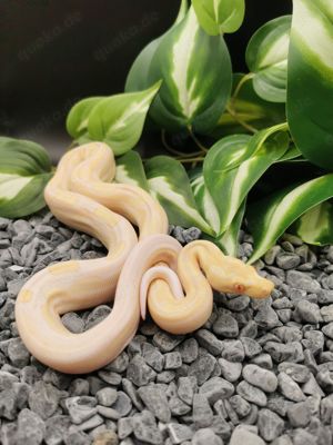 1.0 Img Albino Motley pos het Leopard Boa