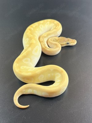 Pastel Special Mojave 0.1 