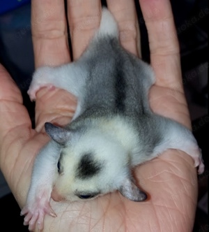 Sugar Glider Mosaic (w) Sonderpreis bis ( siehe Text )