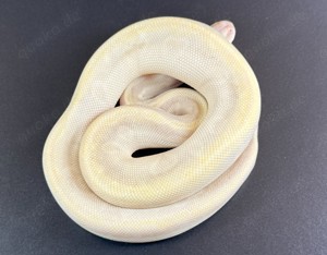 Special Mojave GHI Pastel 0.1 
