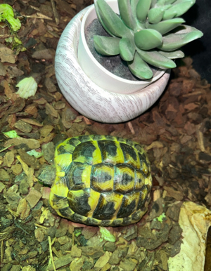 Grieschiche Landschildkröte 